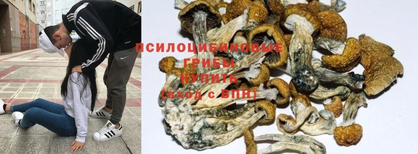 шишки Каменногорск